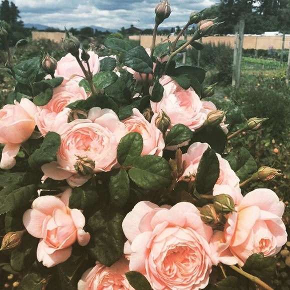 Meet your Posher, Samantha - Picture 1 of 1